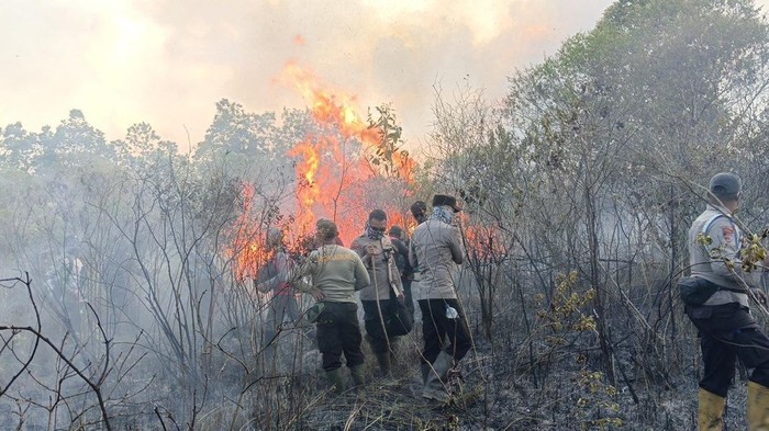 Way Kambas Terbakar 673 Hektare, Petugas Berjibaku Padamkan Api di Tengah Medan Sulit
